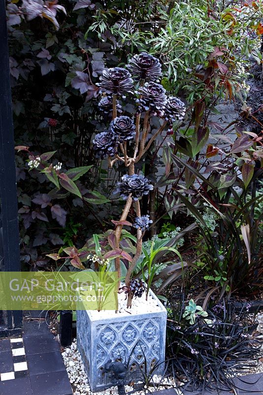 Aeonium in square container in an exotic garden with a gothic, black and white theme