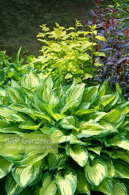 Variegated Hosta and Persicaria beside water. Hillbark, Bardsey, Yorkshire NGS