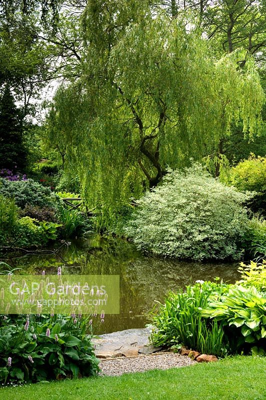 Cornus, Rhodeodendron and Salix - Weeping Willow, beside lake with wooden bridge. Hillbark, Bardsey, Yorkshire NGS
 
