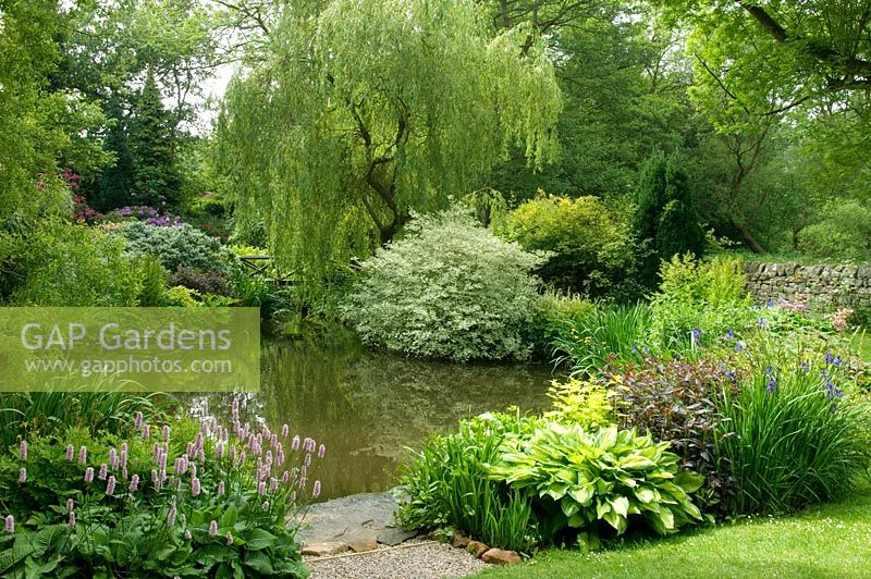 Cornus, Rhodeodendron and Salix - Weeping Willow beside lake with wooden bridge. Hillbark, Bardsey, Yorkshire NGS
 

