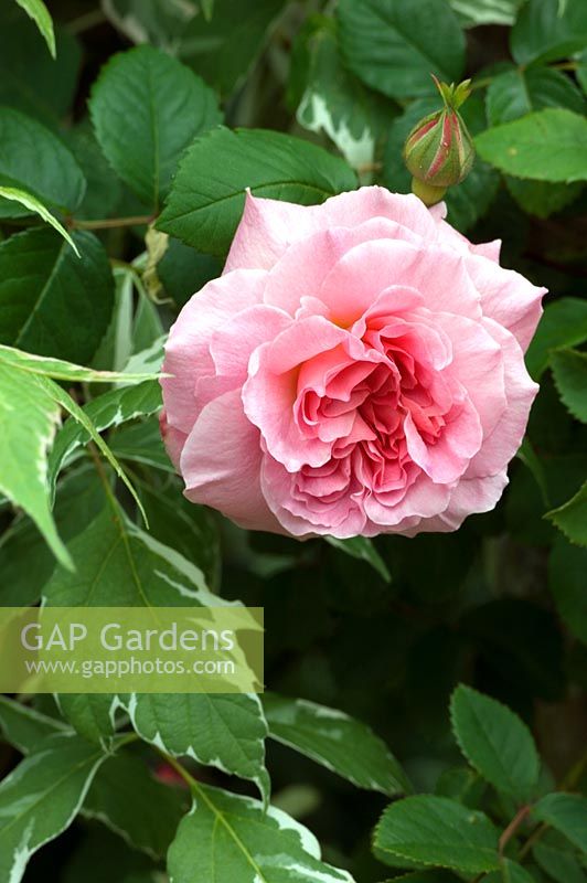 Pink Rosa - Rose.  Hillbark, Bardsey, Yorkshire, NGS 