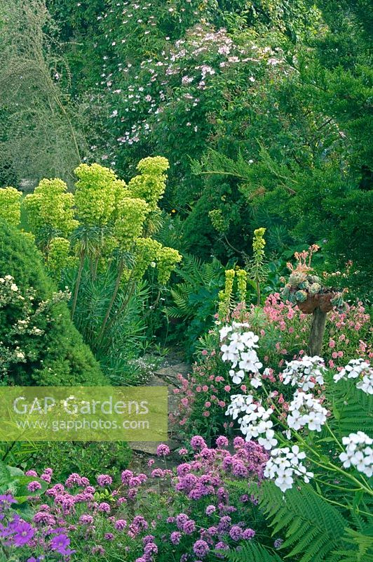 Early summer garden. Borders of Geranium, Phuopsis stylosa, Helianthemum, Euphorbia, Hesperis matronalis. Echeveria in raised terracotta pot. Hillbark, Bardsey, Yorkshire NGS 
