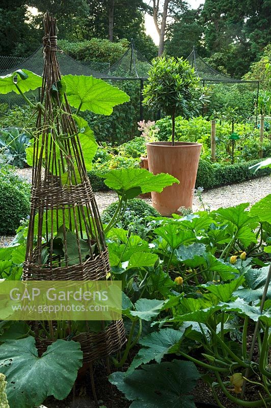 Organic kitchen garden in July. Cane wigwams with Squash. Courgettes, terracotta pot planted with standard Laurus nobilis -  Bay tree. Norfolk, UK
