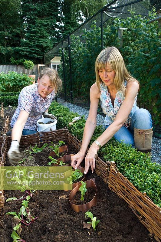 Organic kitchen garden. Women planting young plug in July. Norfolk, UK