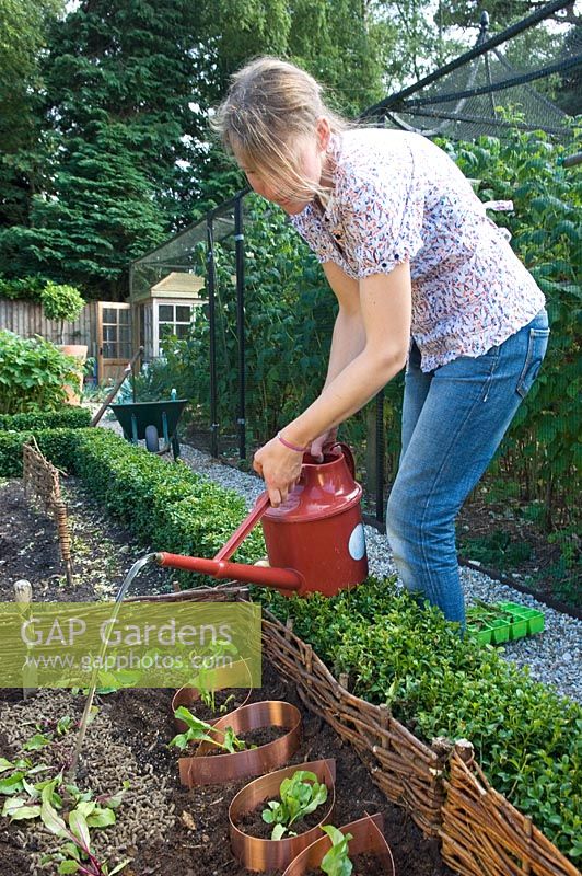 Organic kitchen garden. Woman watering vegetables in raised bed. Norfolk, July