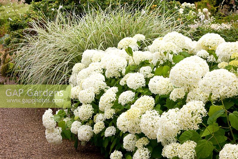Hydrangea arborescens 'Annabelle' and ornamental grasses