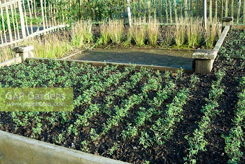 Lines of winter tares, a green manure crop, sown in a raised bed - RHS Rosemoor
