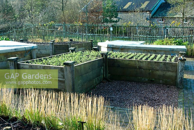 Raised bed in the vegetable garden sown with winter tares, a green manure - RHS Rosemoor