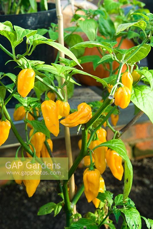 Chilli pepper 'Habanero Fatalii' in greenhouse - RHS Rosemoor