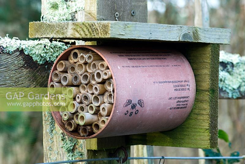 Bee nesting cylinder for red mason bees - RHS Rosemoor