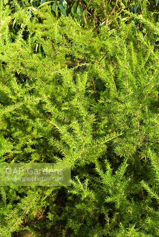 Grevillea juniperina f. sulphurea. RHS Garden Rosemoor, Great Torrington, Devon, UK