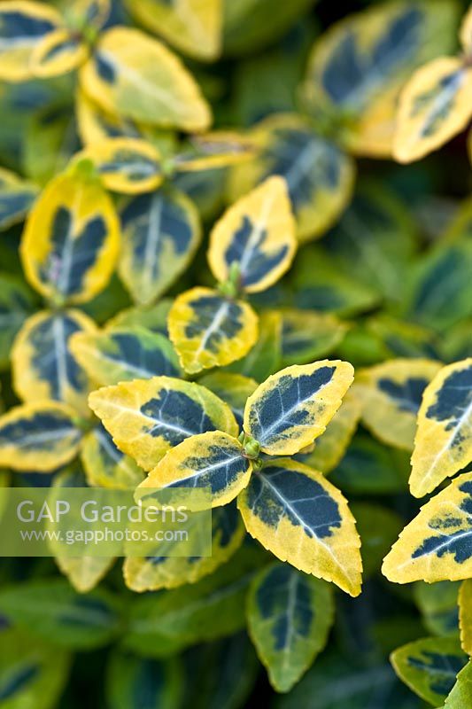 Euonymus fortunei 'Emerald and Gold'