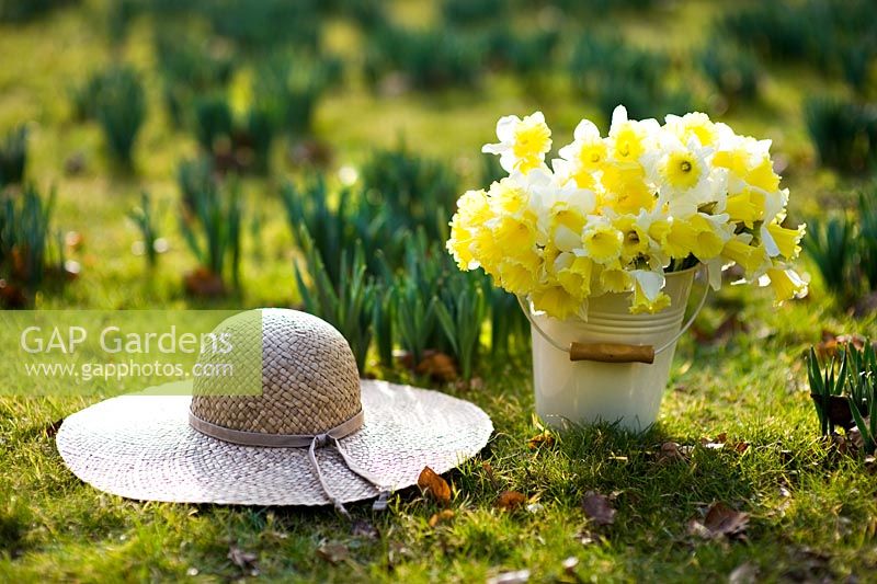 Daffodils in a yellow bucket outdoors with straw hat