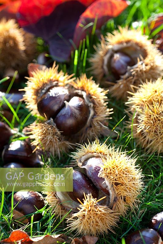 Castanea sativa 'Doree de Lyon' - Fallen chestnuts
