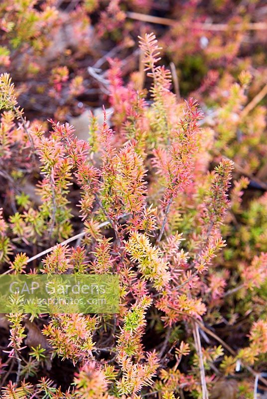 Erica cinerea f. aureifolia 'Windlebrooke' - AGM - RHS Wisley