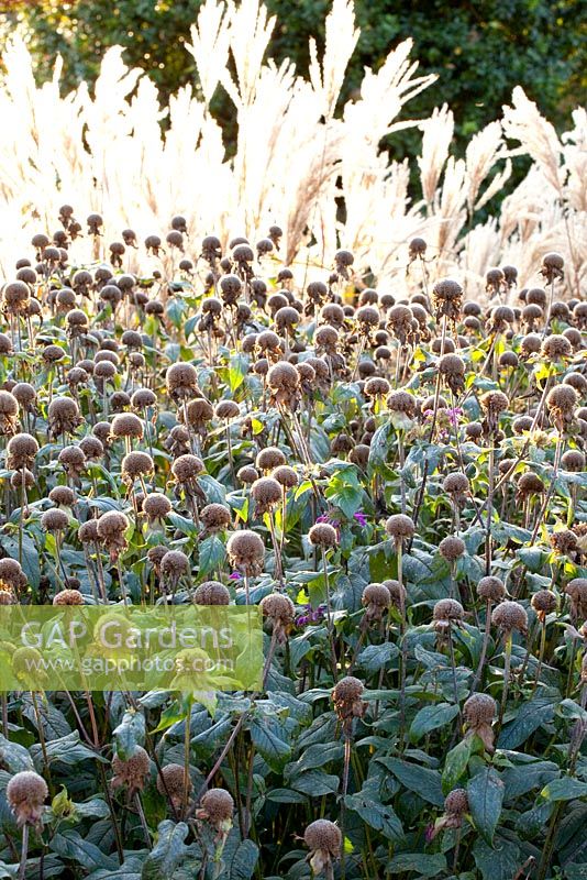 Monarda seedheads with plumes of ornamental grass in background