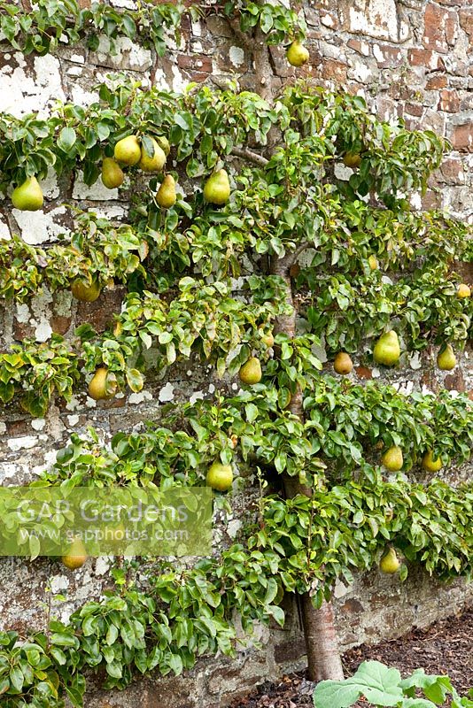 Pyrus 'Doyenne de Comice' - Trained pear tree against old brick wall