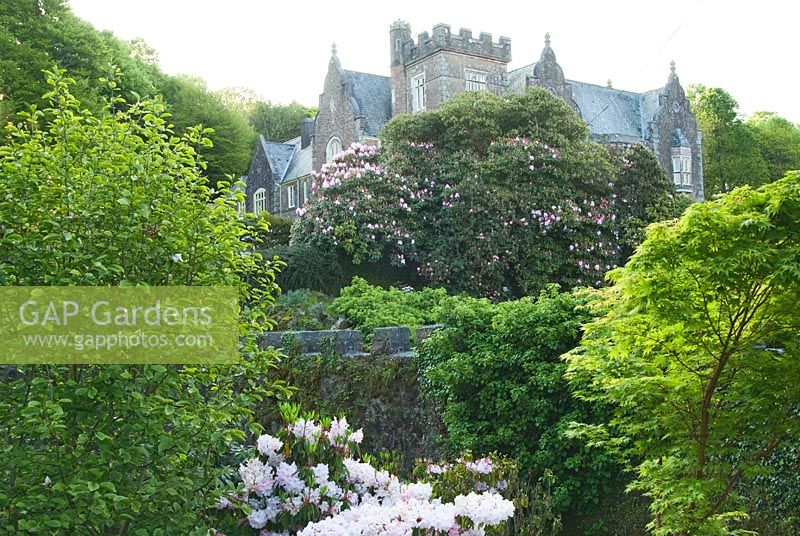 Mounds of Rhododendrons below crenellated bridge and the Victorian Gotchic 1862 house beyond - Lukesland, Harford, Ivybridge, Devon