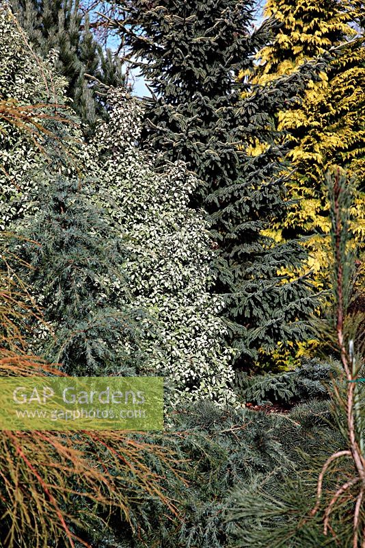 Conifer border - Pittosporum tenuifolium 'Irene Paterson' AGM with Picea mariana 'Aureovariegata' and Chameacyparis lawsoniana 'Golden Wonder' 