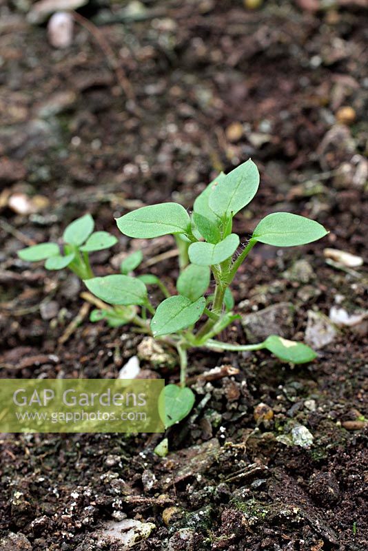 Common Garden Weeds at seedling stage. Stellaria media - Common Chickweed