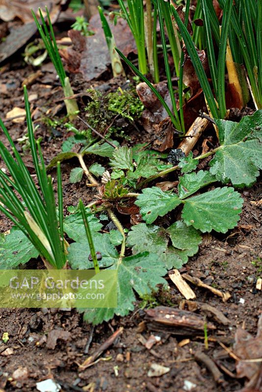 Common garden weeds. Geum urbanum - Herb Bennet in border