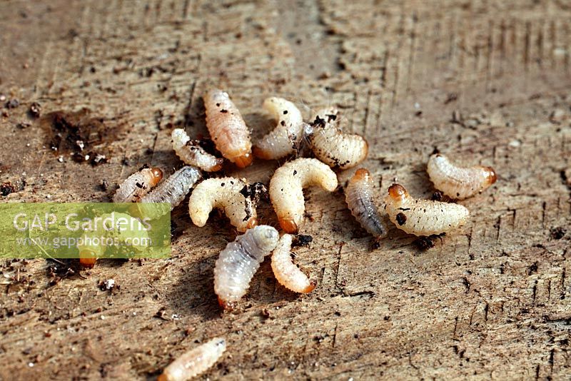 Otiorhynchus sulcatus - Vine Weevil grub