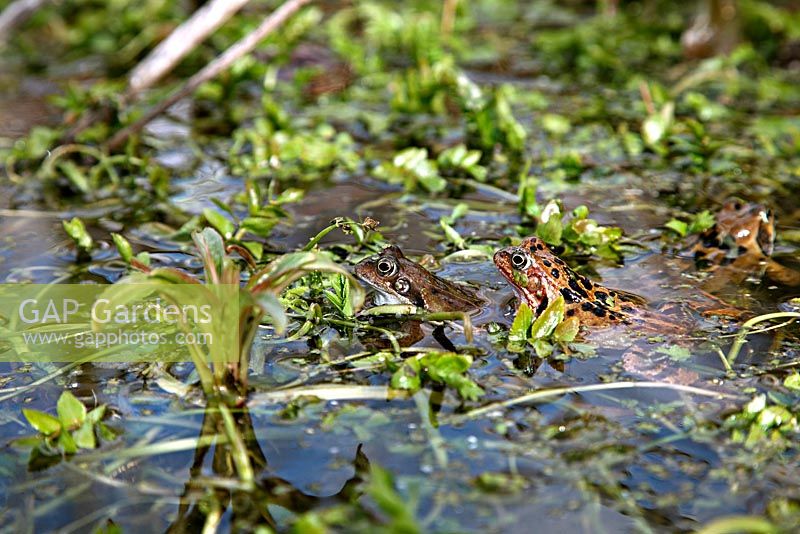 Rana temporaria - Common frog arrived late for annual breeding - 10 March