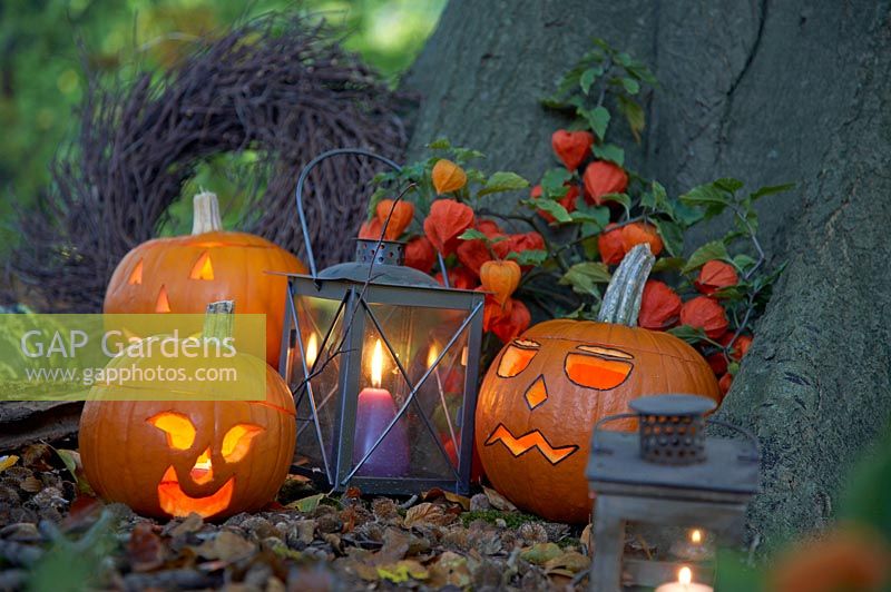 Carved halloween pumpkins at base of tree