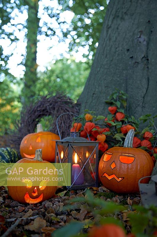 Carved halloween pumpkins at ase of tree