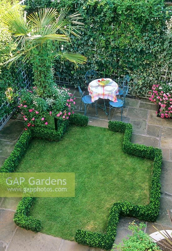 Small urban garden with square t-shaped lawn, low box hedges, Trachycarpus fortunei, seating area and Hedera climbing over trellis 