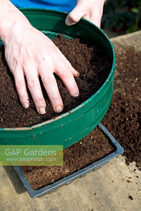 Sowing seeds - Sieving the compost 