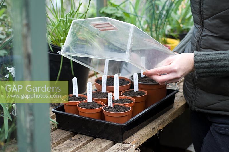 Annual climbers - Newly sown seeds being placed in a propagator 
