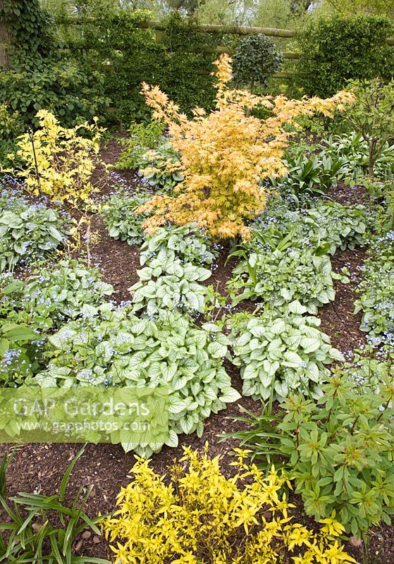 Small yellow Acer with Brunnera macrophyllia 'Jack Frost'  in border, May.  John Massey's Garden, Ashwood, West Midlands.