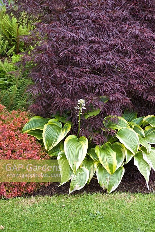Acer dissectum 'Atropurpurem' under planted with Hosta and Berberis in May. John Massey's Garden Ashwood (NGS) West Midlands