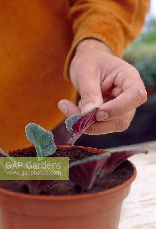 Leaf cuttings. Step 1. Inserting mature Saintpaulia leaf with petiole or stalk into pot of compost. Insert the 5cm long leaf stalk and the base of the leaf upright in the compost.