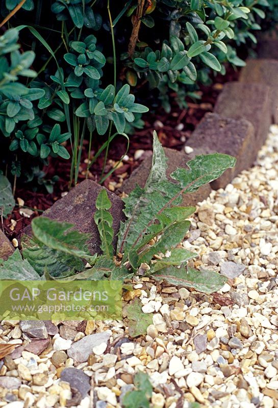 Taraxacum officinale - Dandelion in gravel against brick border 