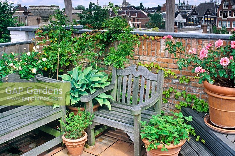 Roof garden with containers of Rosa, Hosta and Fragaria, wooden furniture and low brick wall - Amsterdam, Holland 