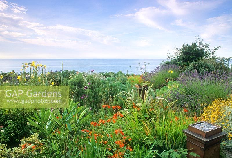 Seaside garden with drought tolerant planting of Crocosmia, Euphorbia, Helichrysum, Verbena, Lavandula Oenothera and Yucca - Dawlish, Devon