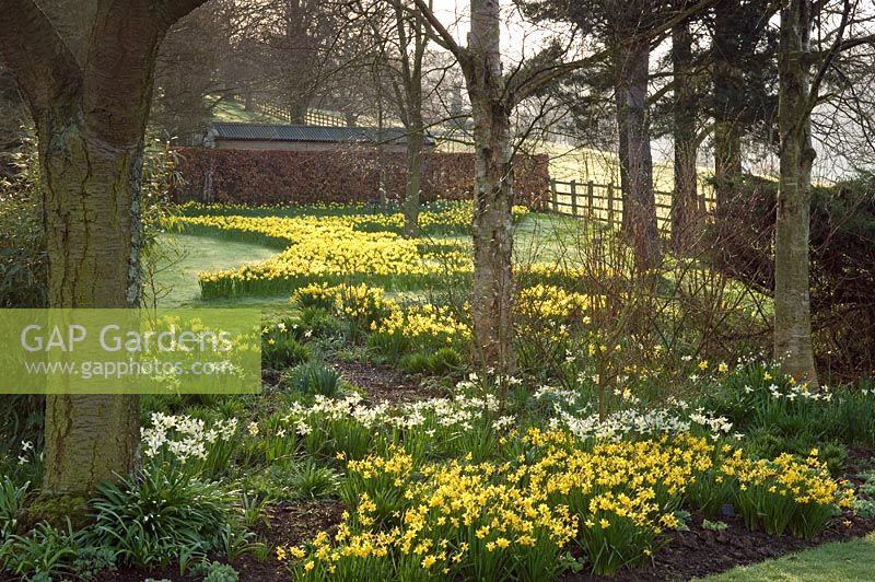 Spring border with Narcissus and beech hedge - Sheephouse, Painswick, Gloucestershire