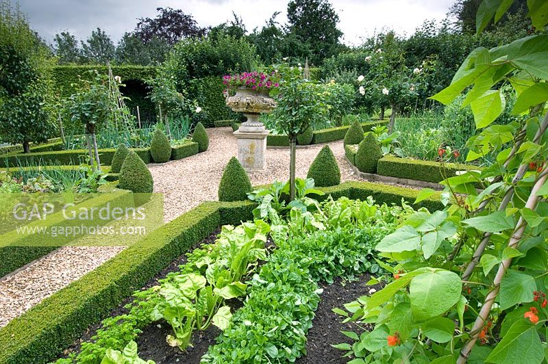 Potager with gravel paths, box edged vegetable borders, Petunias in central urn and pyramid topiary - Sheephouse, Painswick, Gloucestershire