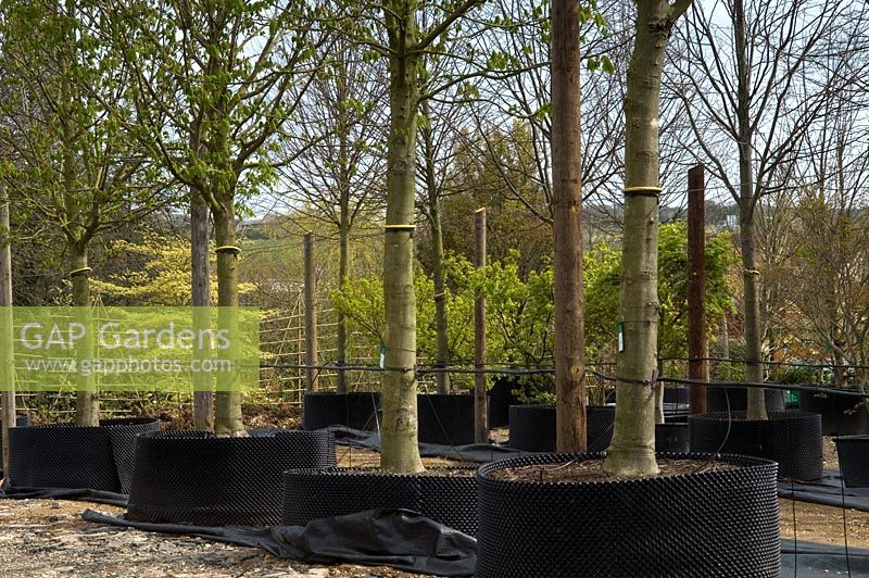 Mature trees in containers at nursery - Majestic Trees, near St Albans, Hertfordshire