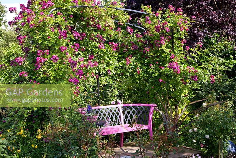 Arbour with Rosa 'Bleu Magenta' growing over it