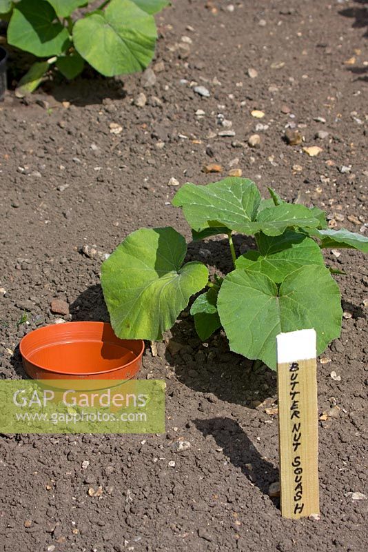 Sunken pot to aid watering Butternut Squash plant