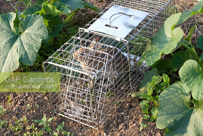 Rabbit caught in live trap 