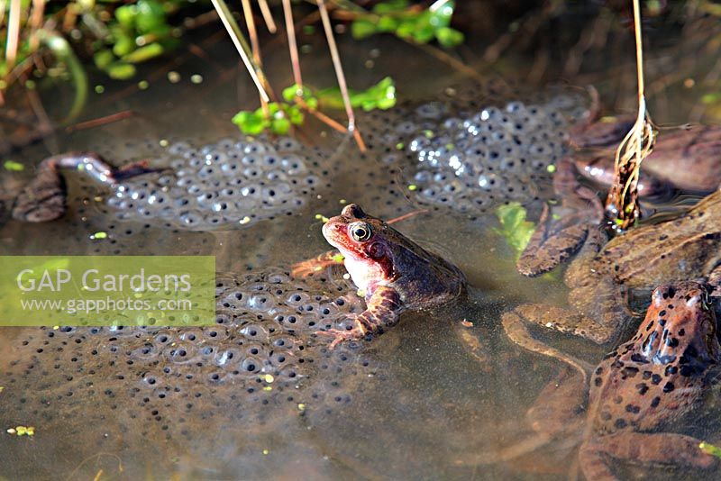 Rana temporaria - Annual breeding of common frogs in a garden pond managed for wildlife 