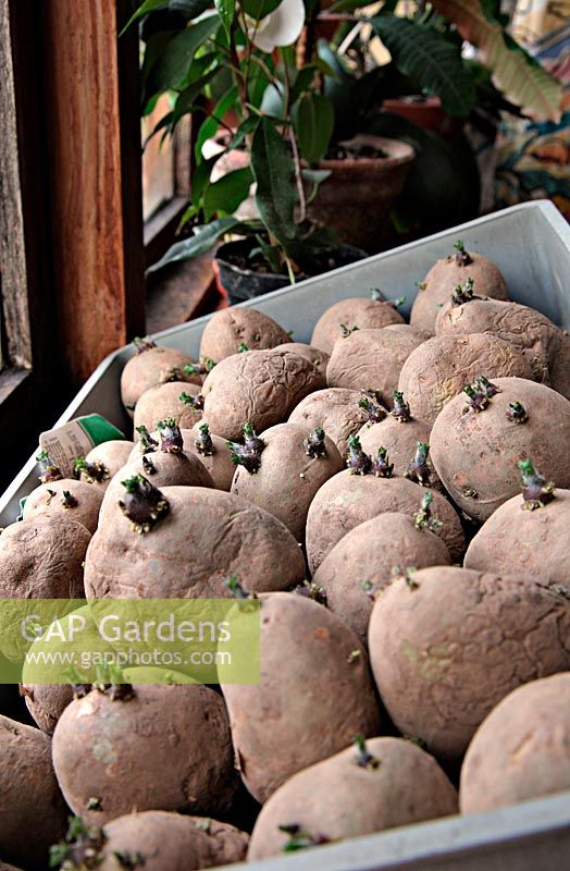 Chitting seed Potato 'Lady Christl' on a windowsill - good short and strong shoots and ready for planting