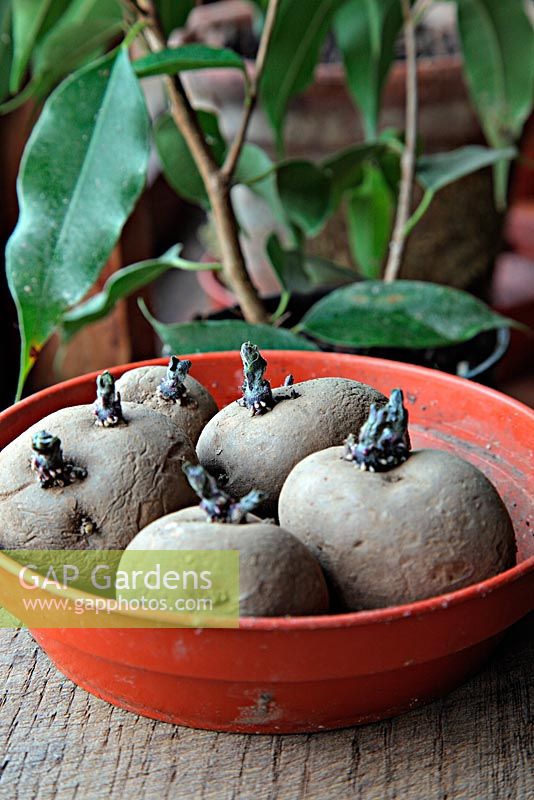 Chitting seed Potato 'Arran Victory' on a windowsill - good short and strong shoots and ready for planting