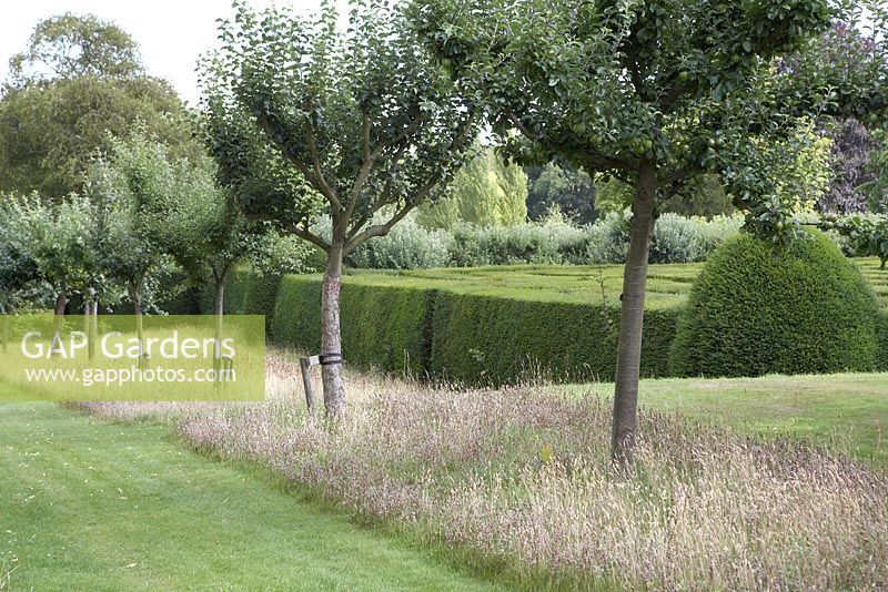 Row of Malus - Apple trees including 'Five Crowns' within unmown strip of lawn left to seed.  Next to giant maze. Hatfield House, Hertfordshire