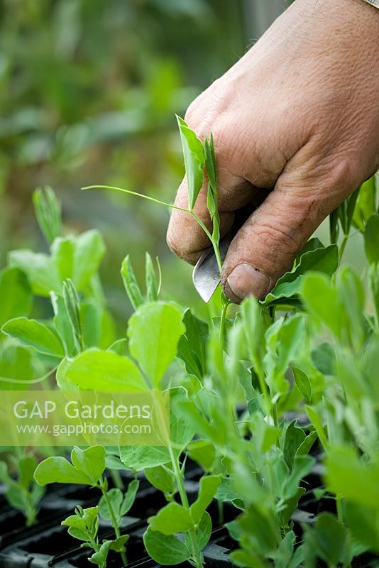Lathyrus odoratus - Pinching out the growing tips of sweet pea seedlings with a knife to promote bushy growth