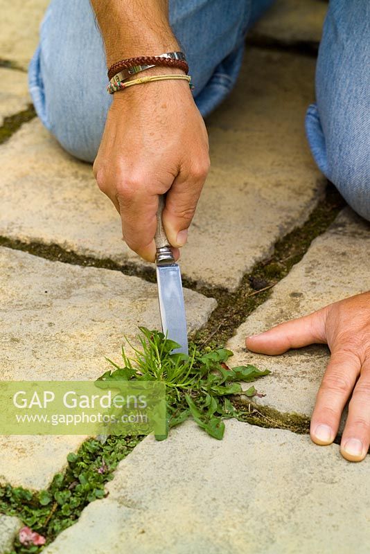 Weeding cracks in paving using an old knife